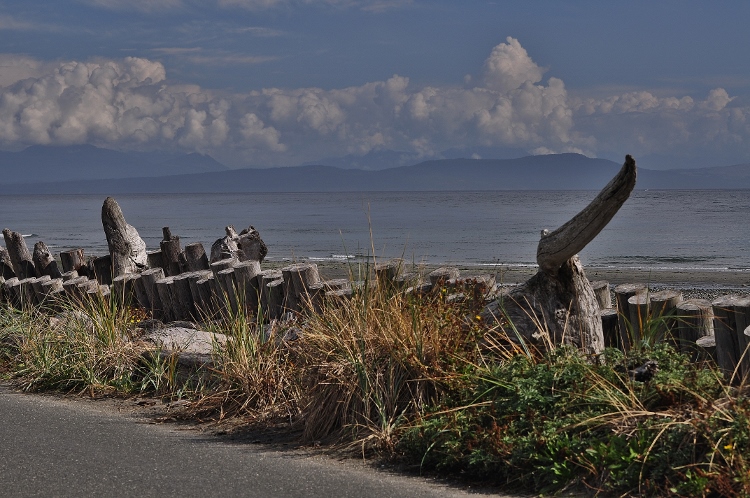driftwood